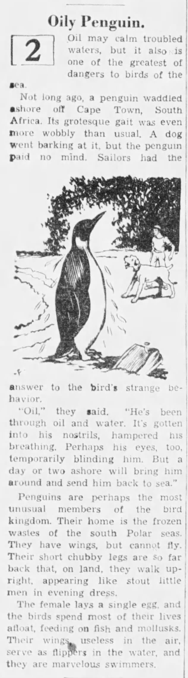 Oily penguin, South Africa (1936)