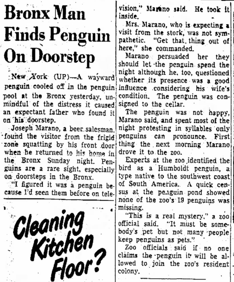 Bronx Man Finds Penguin on Doorstep (1953)