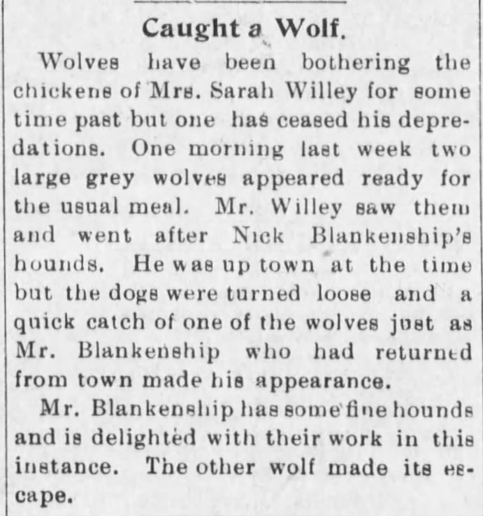 BPN. 2 APR 1903,THURS. PAGE 1. CAUGHT A WOLF. NICK BLANKENSHIP. t p