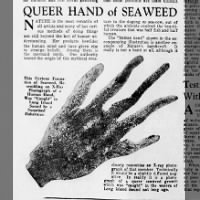 Queer Hand of Seaweed