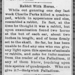 Report of a “rabbit with horns”