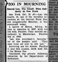 1946 obituary for Leo the Giraffe, 