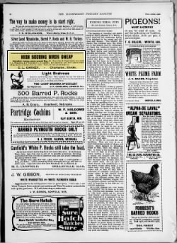 The Illustrated Poultry Gazette
