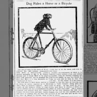 Dog Rides a Horse or a Bicycle
