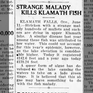 Low Water Levels Kill Klamath Mullets and Suckers - June 11, 1932